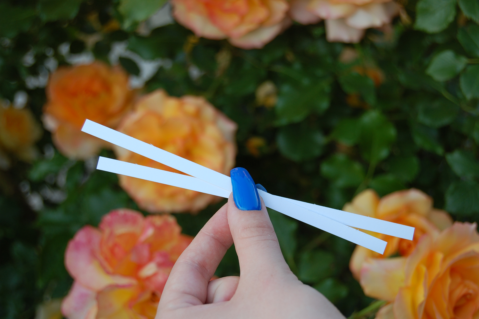 Блотери - смужка